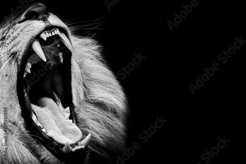 Foto Black and white roaring lion close up, dramatic wildlife portrait, dramatic deta