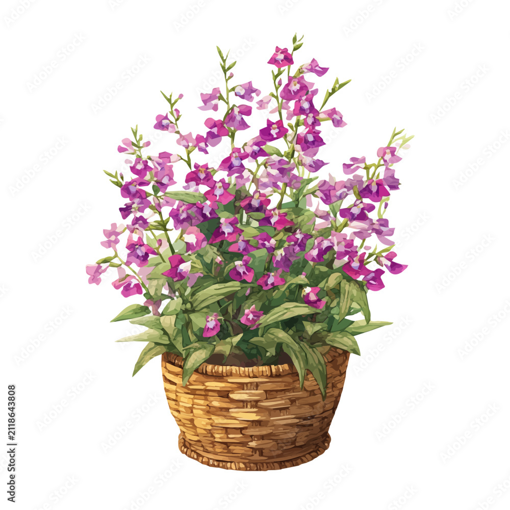 Obraz premium Angelonia Basket, realistic watercolor artwork on white background