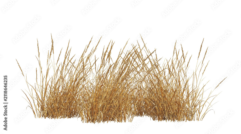Obraz premium A tall yellow dry savannah grass plant isolated on a transparent png for digital landscape design compositing.