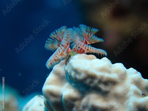Fotografie Christmas Tree Worm-Spirobranchus giganteus