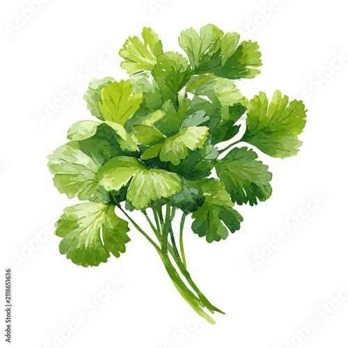 Watercolor clipart of Cilantro, isolated on white background
