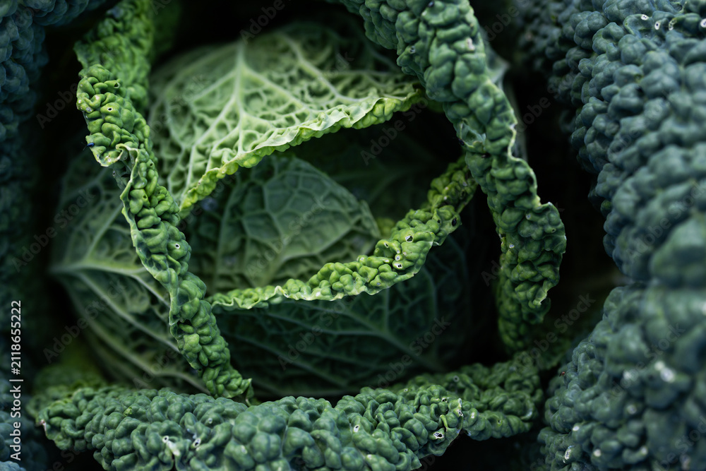 Fototapeta premium green Savoy cabbage head close up