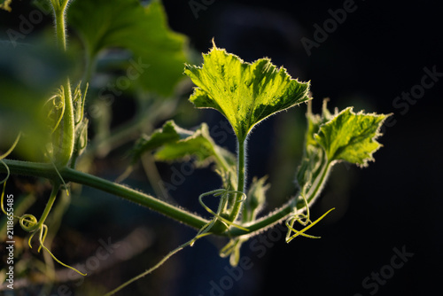 squash leaves in organic garden