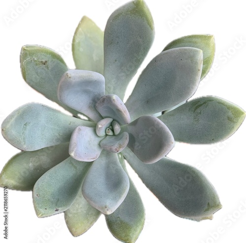 Obraz na plátně Succulents (particularly *Echeveria* or plants with leaves arranged in a rosette formation resembling a rose)