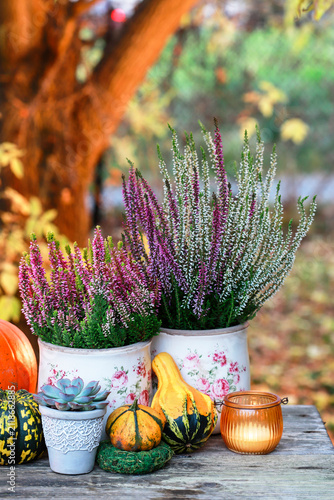 Bild auf Leinwand Pink and violet heather (Calluna vulgaris), pumpkins and lanterns on wooden table in the garden