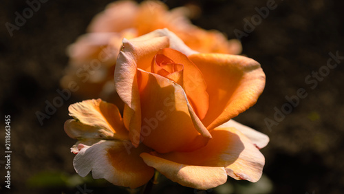 Delicate creamy-white rose blooms in an autumn park, close-up