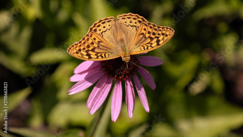 A fritillary butterfly on an echinacea flower on a summer day