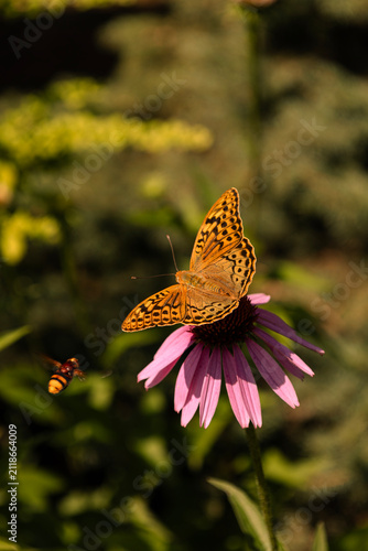 A fritillary butterfly on an echinacea flower on a summer day