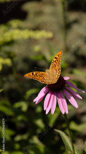 A fritillary butterfly on an echinacea flower on a summer day