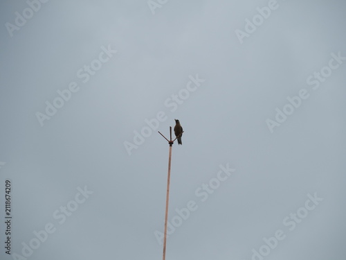 Foto Low-angle view of a small bird perched high atop a copper lightning arrester against an overcast grey sky
