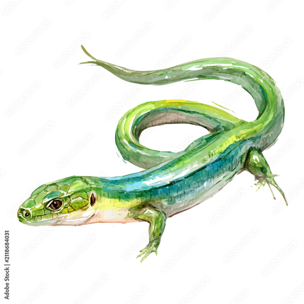 Obraz premium Glass Lizard, realistic watercolor artwork on white background