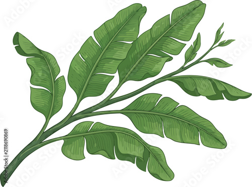 A hand drawn botanical illustration of a tropical banana leaf branch with vibrant green leaves and a dark stem in a simple artistic sketch style design element