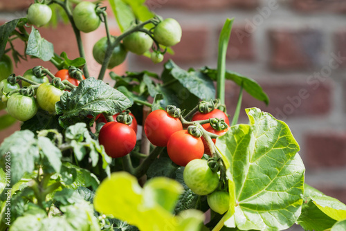 Close-up of growing tomatoes (Solanum lycopersicum) and rhubarb (Rheum rhabarbarum)