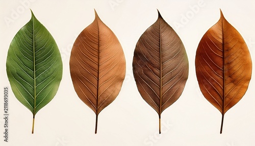 Four Leaves In Color Progression From Green To Dried Brown
