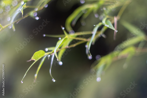 雨に濡れた葉