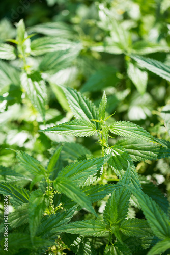 Close-up of stinging nettles growing in farm