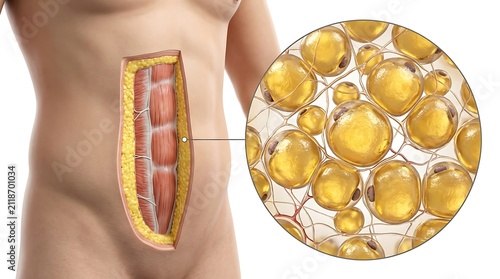 3d medical illustration of abdominal fat and muscle with magnified view of adipocytes