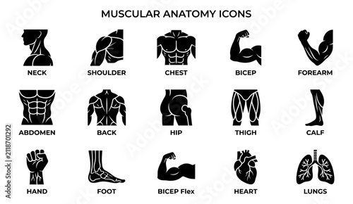Bild auf Leinwand Set of black and white muscular anatomy icons representing human body parts and