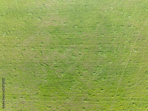 Top‑down drone image of tea‑tree vegetation showing natural patch variation, mixed foliage density, and organic texture. Suitable for environmental storytelling, ecology, conservation, and nature back