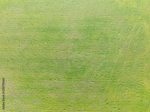 Top‑down drone image of tea‑tree vegetation showing natural patch variation, mixed foliage density, and organic texture. Suitable for environmental storytelling, ecology, conservation, and nature back