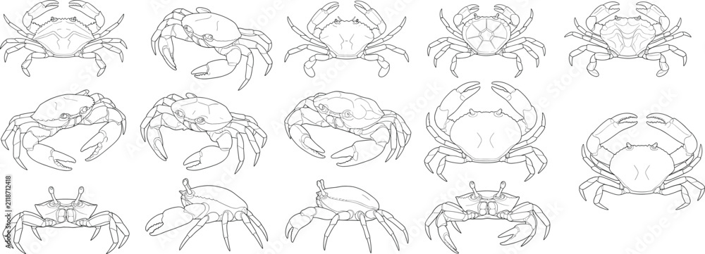 Fototapeta premium Crab Species Line Drawing Vector Collection with Marine Wildlife and Seafood Illustrations
