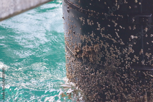 Numerous barnacles on black, cylindrical pier support over Caribbean waters