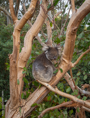 Canvas Print Two koalas resting on tree branches in Kangaroo Island, Australia