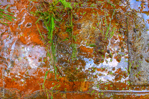 Orange ferric iron oxide deposits and a microbial biofilm formed by iron-oxidizing bacteria (Gallionella spp. and Leptothrix spp.) in a natural iron-rich groundwater seep on a laterite surface