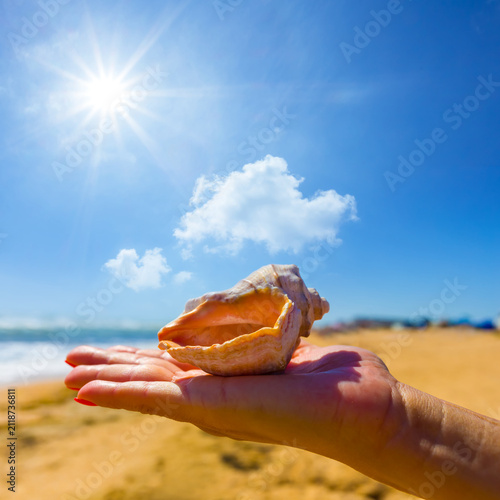 closeup marine shell  on the woman palmat the sunny day