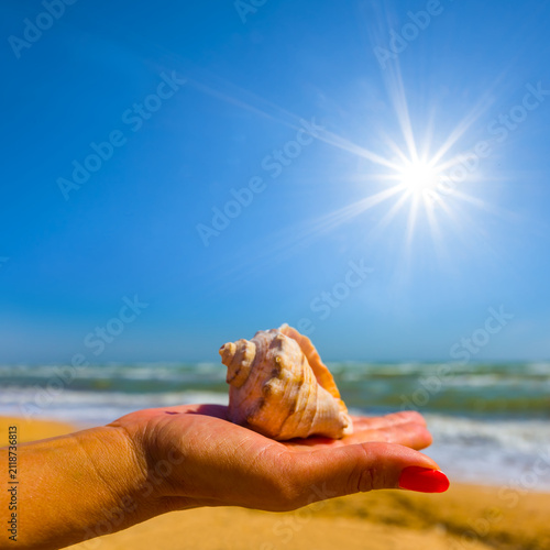 closeup marine shell  on the woman palmat the sunny day