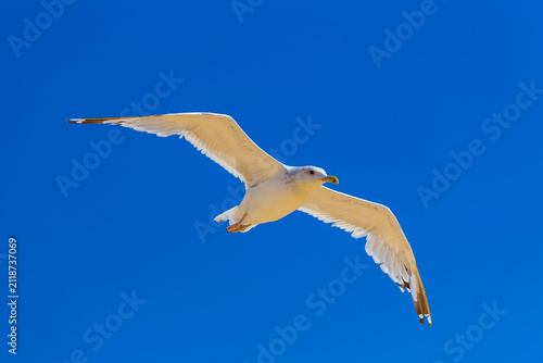 closeup seagull flying on blue sky