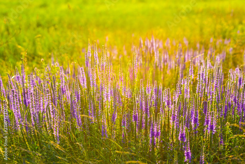 closeup heap of wild flowers in green summer prairie