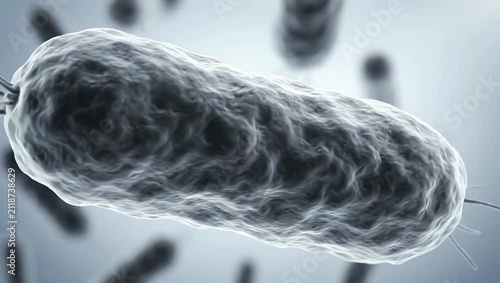 Several bacteria moving extremely slowly through fluid with subtle natural rotation and gentle membrane motion