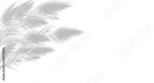 Soft shadow of pampas grass leaves cast on a surface creating a minimalist aesthetic and natural organic texture