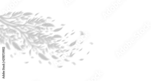 Soft natural shadow of tree leaves and branches cast on a surface creating a delicate overlay effect for design