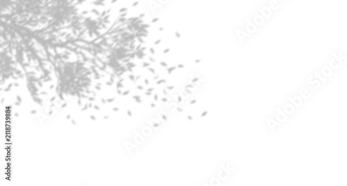 Natural tree leaves shadow overlay with falling petals for creative design projects
