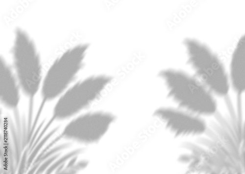 Abstract shadow of pampas grass plants cast on a flat surface for a natural and minimalist aesthetic design