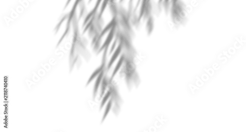 Soft shadow of willow tree leaves hanging down from above cast on a surface