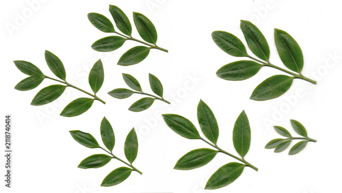 Isolated green Mahogany tree fresh leaflet bush shrub cutout on transparent background