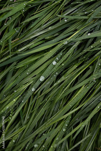 Obraz na plátně Vertical view of wet green grass blades covered in water droplets after a rain shower