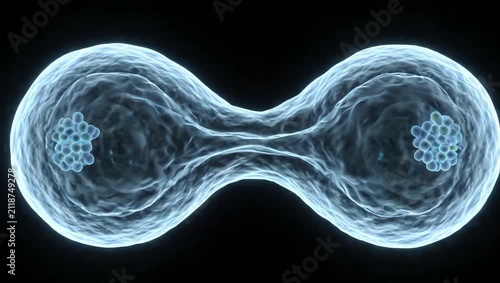 A single healthy stem cell undergoing controlled self-renewal, cell membrane slowly changing shape as duplicated genetic material separates internally