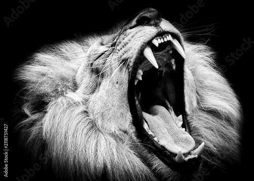 Quadro su tela Black and white roaring lion close up, dramatic wildlife portrait square
