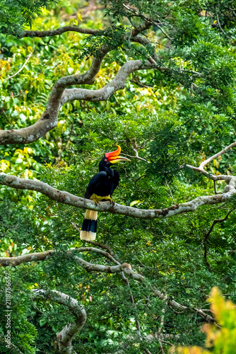 The rhinoceros hornbill (Buceros rhinoceros) is a large species of forest hornbill (Bucerotidae). In captivity it can live for up to 35 years.