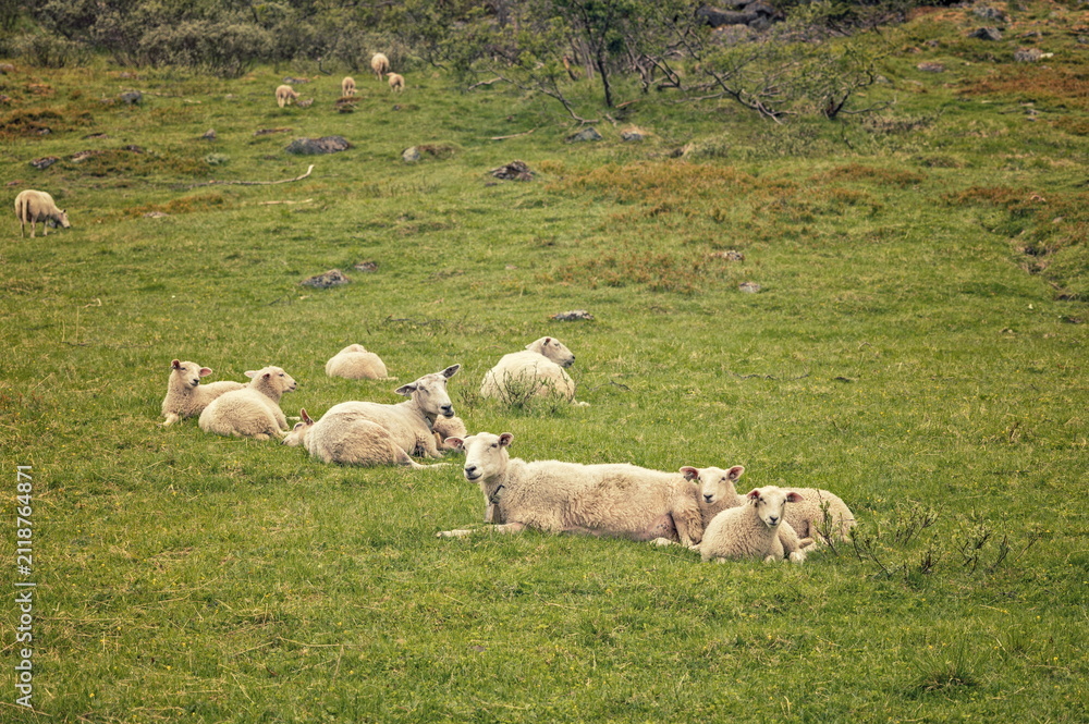 Fototapeta premium Troms, Norway - 05.07.2020: White sheep and lambs resting on a lush green hillside pasture under overcast daylight