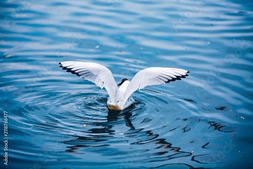фотографія White bird with outstretched wings creating ripples in the calm blue water surfa
