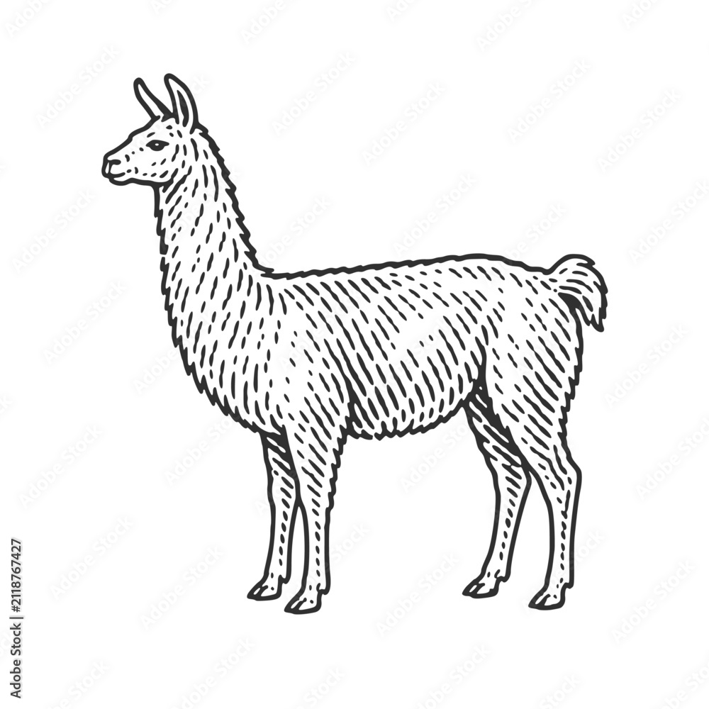 Fototapeta premium Llama. Vintage woodcut engraving linocut vector illustration.