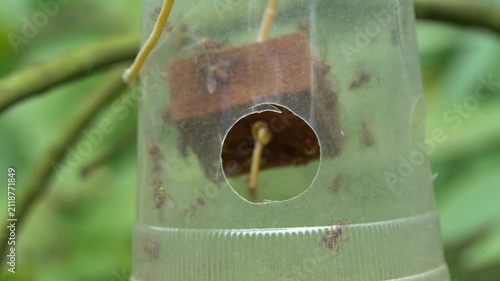 Fruit flies swarming inside plastic insect trap