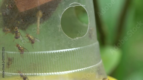 Swarm of fruit flies trapped inside a plastic pest control bottle
