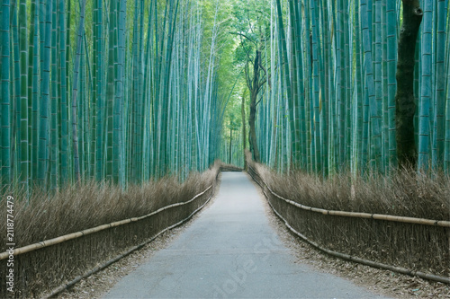 Arashiyama Bamboo Grove, Kyoto, Sagano,a path through tall straight densly planted bamboo plants