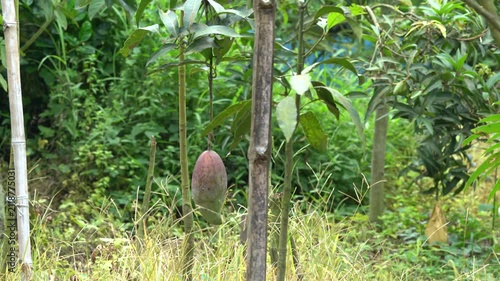 Unripe mango fruit hanging from a tree in a lush orchard
